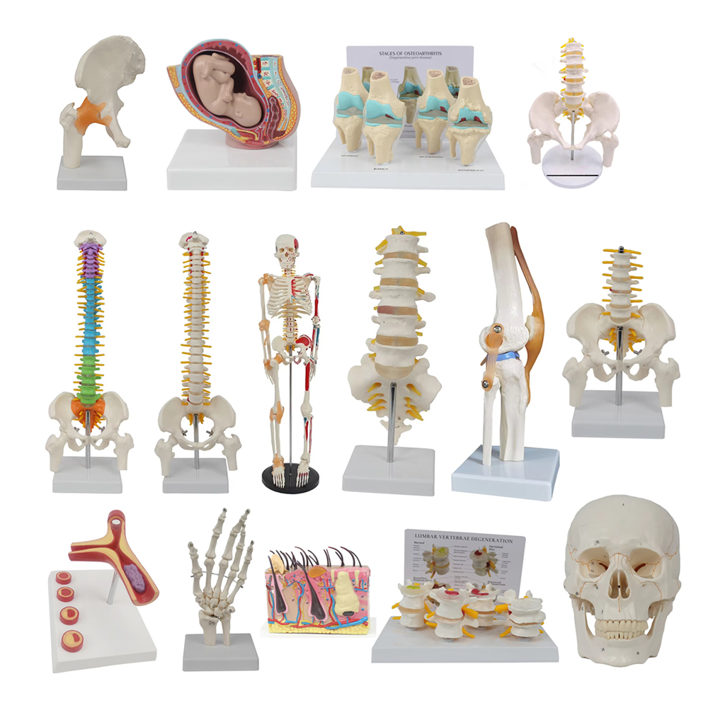 Medical teaching tools Skeleto - Examination Bed Medical review and price