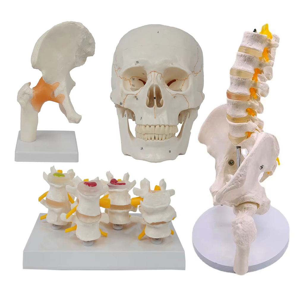 Medical teaching tools Skeleto - Examination Bed Medical review and price