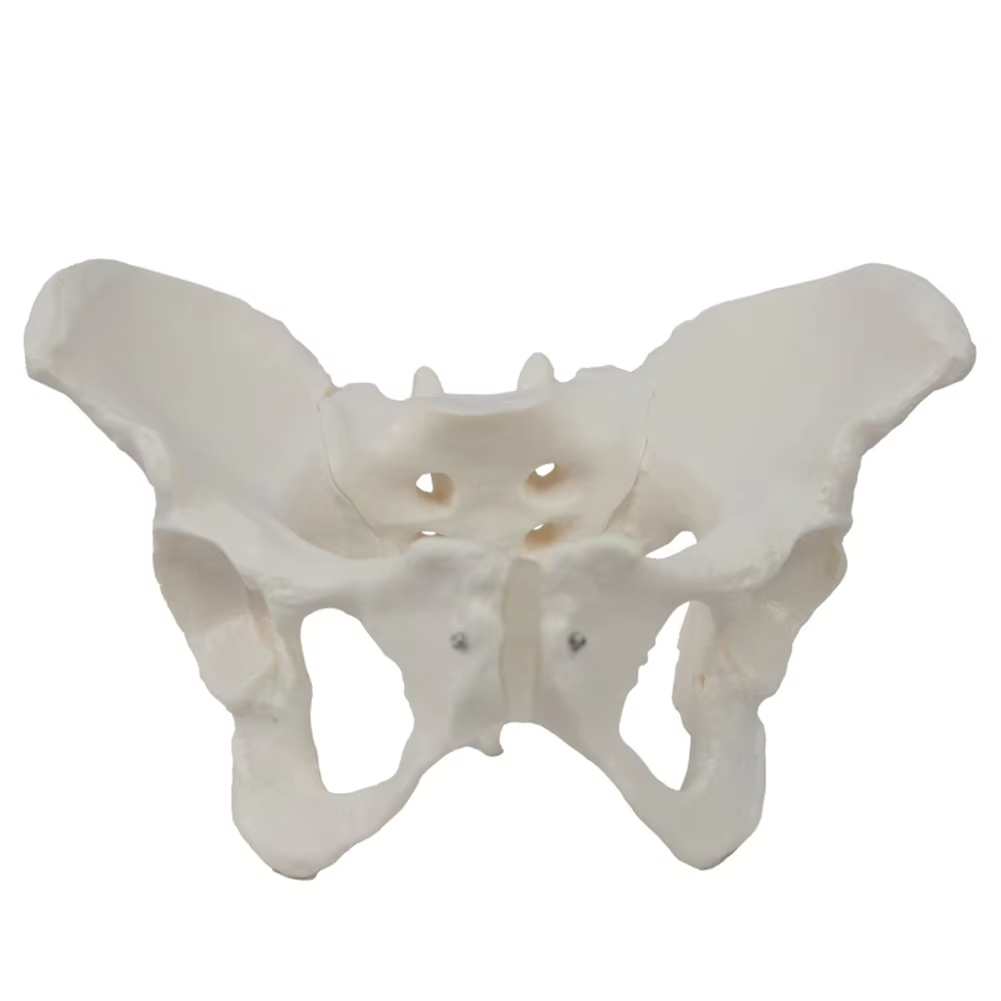 Medical teaching tools Skeleto - Examination Bed Medical review and price