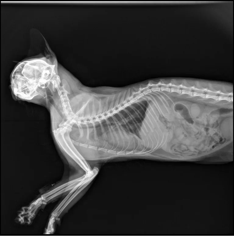 17*17 Flat Panel Detector Vete - Veterinary X-Ray review and price